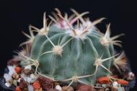 Echinocactus texensis SB 261